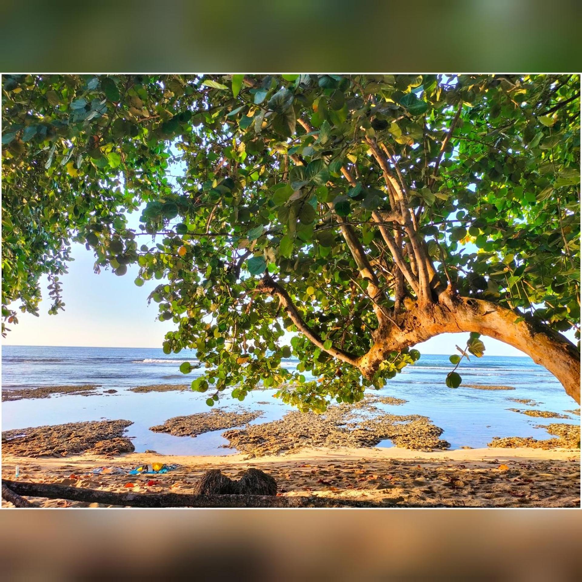 Cabinas Coconut Grove Puerto Viejo de Talamanca Eksteriør bilde